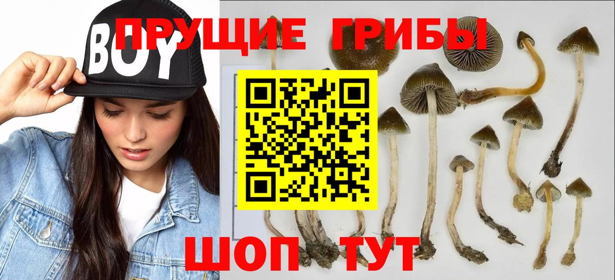 цены наркотик  Вход с VPN  Чернушка  Галлюциногенные грибы мицелий 